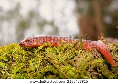 Red salamander in natural habitat on green moss and rock