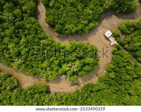 Aerial Top View of Green Mangrove Forest. Nature Landscape. Tropical Rainforest. Indonesia. Kepulauan Riau. Tanjungpinang.