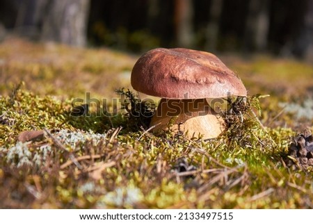 One edible mushroom Borovik growing in the forest.