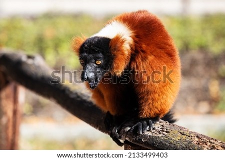 Red Ruffed Lemur monkey. Mammal and mammals. Land world and fauna. Wildlife and zoology. Nature and animal photography. Royalty-Free Stock Photo #2133499403