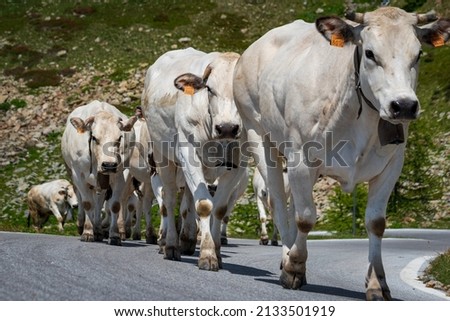 "Piemontese" race is a bovine perfect both for milk and meat production. To assure the best life and quality in the production, every june the cows are brought to graze high on the Mountains. Line. Royalty-Free Stock Photo #2133501919