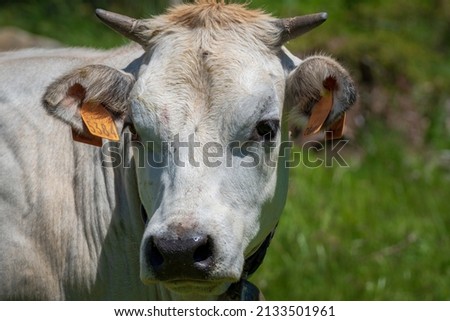 "Piemontese" race is a bovine perfect both for milk and meat production. To assure the best life and quality in the production, every june the cows are brought to graze high on the Mountains. Portrait Royalty-Free Stock Photo #2133501961
