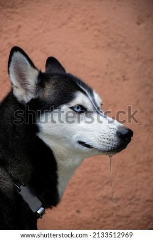 Portrait of Beautiful young   female siberian husky dog  with blur background