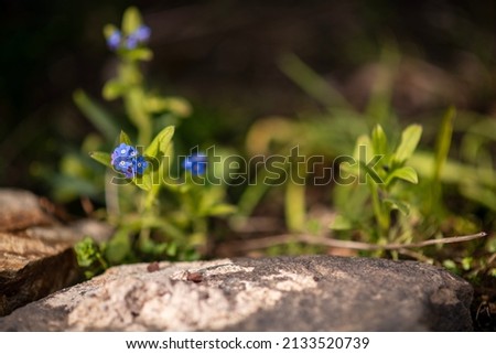 Green plants in the lens, on a blurred background