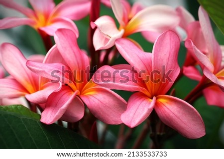 Close up image of pink pastel color of frangipani flowers