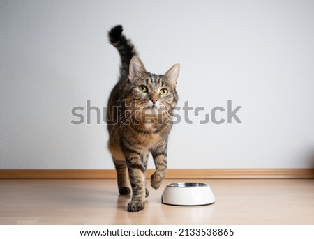 hungry tabby cat next to empty feeding bowl waiting for pet food with copy space Royalty-Free Stock Photo #2133538865