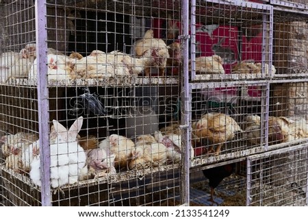 Chickens in a cage for sale on the counter of the authentic Egyptian market