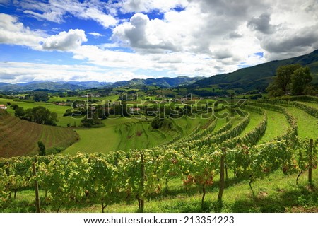 French vineyards Royalty-Free Stock Photo #213354223