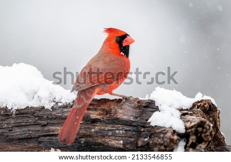 Male northern cardinal on a log in the snow. Royalty-Free Stock Photo #2133546855