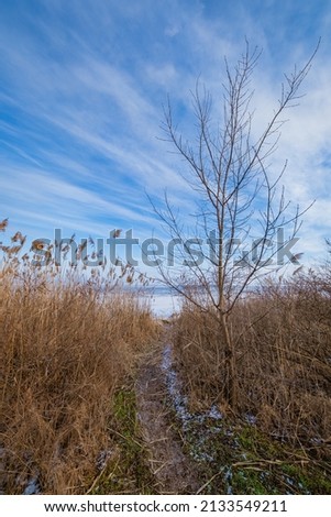 Path to the river through the reeds. High quality photo