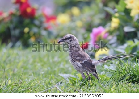 Long tailed Mockingbird (Mimus longicaudatus), perched on grass among flowers.