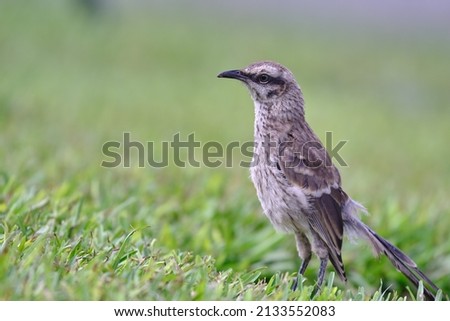 Long tailed Mockingbird (Mimus longicaudatus) perched on fresh green grass.