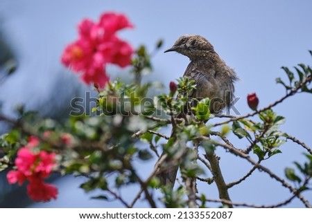 Long tailed Mockingbird (Mimus longicaudatus), perched on the branches of a bush among flowers.