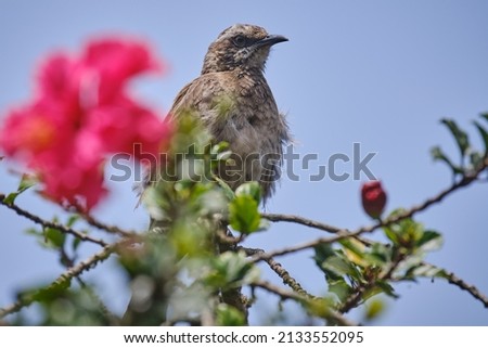 Long tailed Mockingbird (Mimus longicaudatus), perched on the branches of a bush among flowers.