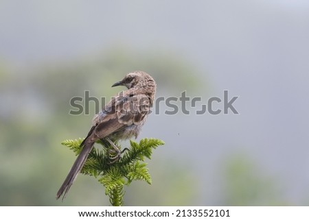 Long tailed Mockingbird (Mimus longicaudatus) perched on the top of a cypress tree.