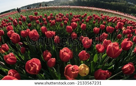 colorful  tulip in abbosford field.BC