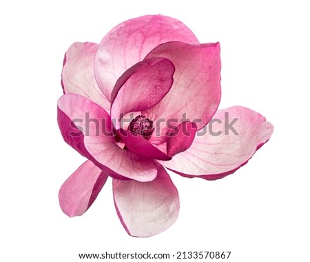 Purple magnolia flower, Magnolia felix isolated on white background, with clipping path                               Royalty-Free Stock Photo #2133570867