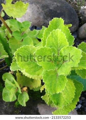 ornamental plants of leaf type as a display in the yard of shady leaves.