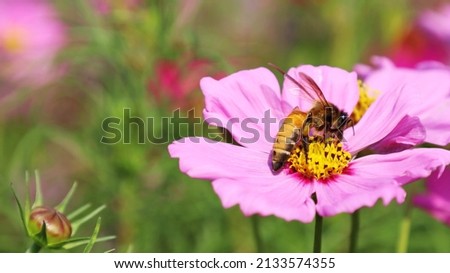 Bumblebee and pink flowers. A bee sucks the nectar from a beautiful fuchsia cosmos flower on a blurred green outdoor nature background with copy space. soft focus