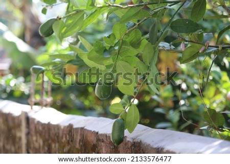 Lemon tree with lemons. this is a very rare picture. Peaple knows lemon but most of them have not seen lamon tree.