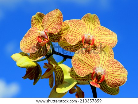 Yellow orchids against a blue sky