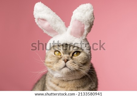 Funny fat cat with bunny ears on a pink background, close-up. A cat dressed as an Easter bunny. Happy Easter. Royalty-Free Stock Photo #2133580941
