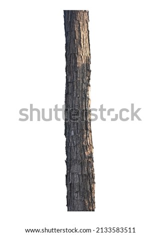 bark trunk of the tree stands on a white ground