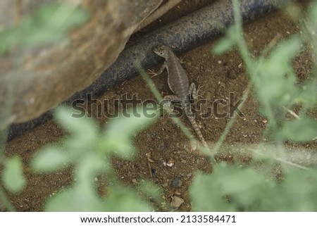 wild lizard prowling on the ground