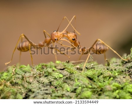 weaver ant communicates by kissing