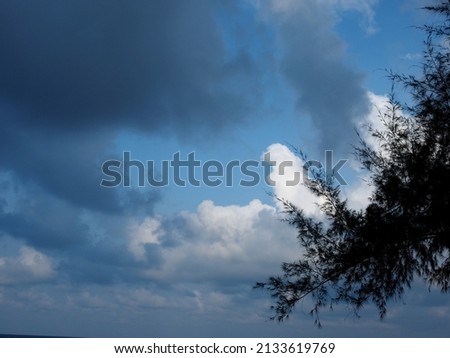 Silhouette of sea pine tree against light through dark clouds
