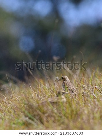 Beautiful paddyfield pipit spotted in Horton plains shot through the grasses.