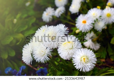 Beautiful perennial white flowers bloom in the park in spring