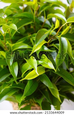 Green leaves of young flowers, houseplants