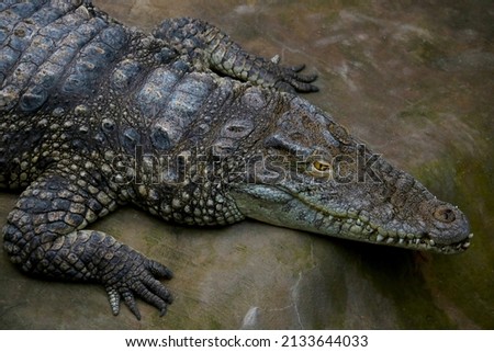 A view from above of a large crocodile with large teeth