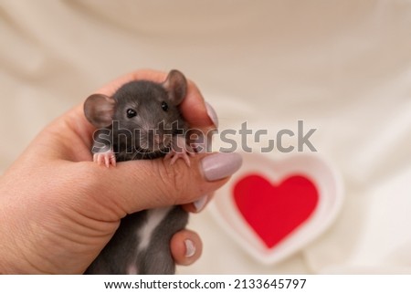 A small black rat with white spots on its belly in a female hand with a manicure. On a light background. Valentine's day concept, cute picture