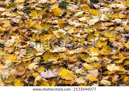 fallen autumn maple leaves on the ground full-frame background at cloudy day, focus stacked edge-to-edge sharp photo