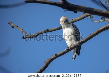 Changeable hawk-eagle (Nisaetus cirrhatus) juvenile perching on tree at forest.