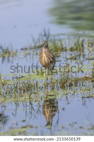 Pond Heron (Ardeola) perched on water body.