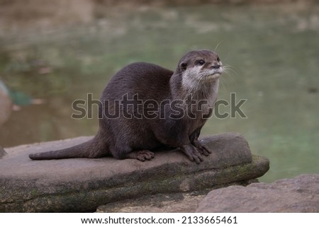 Female Asiatic Short Clawed Otter, Minnie (Amblonyx cinerea) Royalty-Free Stock Photo #2133665461
