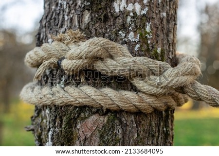 An old rope tied in a knot to a large tree in the forest. A rope around the trunk of a tree, a rope with a knot around the tree. Beautiful natural environment. Macro climbing on a white rope. Royalty-Free Stock Photo #2133684095