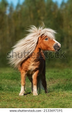 Beautiful miniature shetland breed pony stallion with long white mane on a windy day in summer Royalty-Free Stock Photo #2133697191