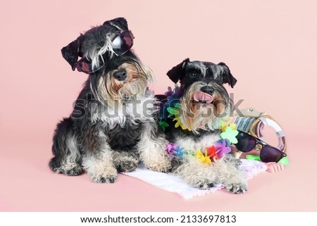Funny dog with Hawaiian collar sunglasses beach towel ready for summer vacation on colorful background 