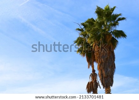 Palm tree with dates against the blue sky. Date Palm (Phoenix dactylifera), tree of the palm family (Arecaceae) cultivated for its sweet edible fruits. Phoenix Palm or Dactylifera tree. Palmae. Royalty-Free Stock Photo #2133701481