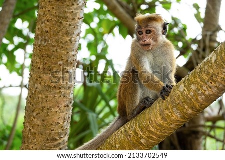 monkey sitting in a tree in Sri Lanka looking forward surrounded by green