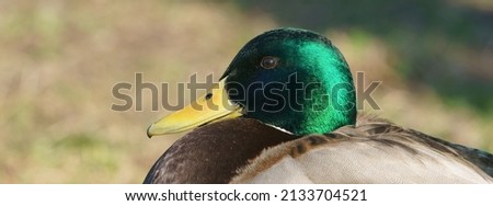Photography of the duck in the public park. Sunny springtime. Bird basking in the sun. Animal theme. Side portrait