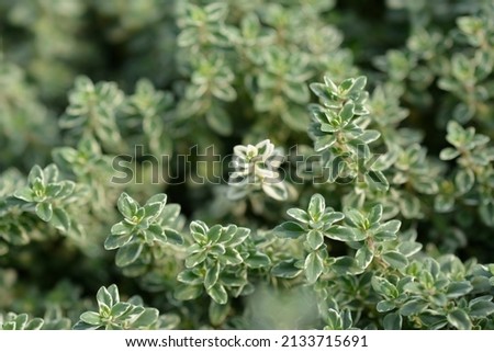Silver QueenThyme - Latin name - Thymus x citriodorus Silver Queen Royalty-Free Stock Photo #2133715691