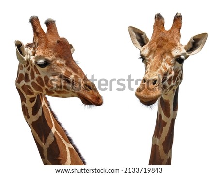Two giraffe's heads isolated on white background