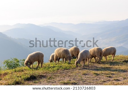 Flock of white sheep grazing in a hill at sunrise in the morning and mountain fog clear sky background 
