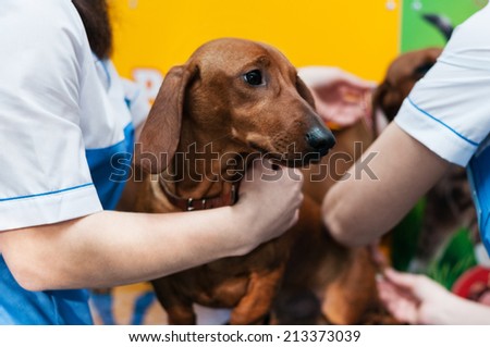 Veterinarian doctor making check-up of a dachshund