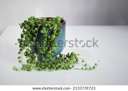 Senecio rowleyanus, string of pearls, houseplant with round green leaves in a blue ceramic pot. Isolated on a white background, in landscape orientation. Royalty-Free Stock Photo #2133739723